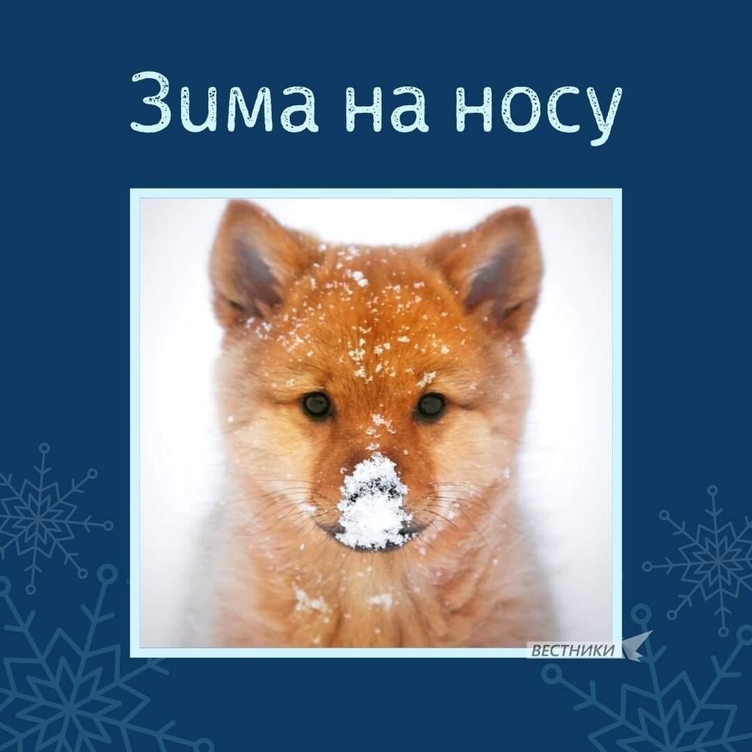 Зима на носу | Зима | ВКонтакте