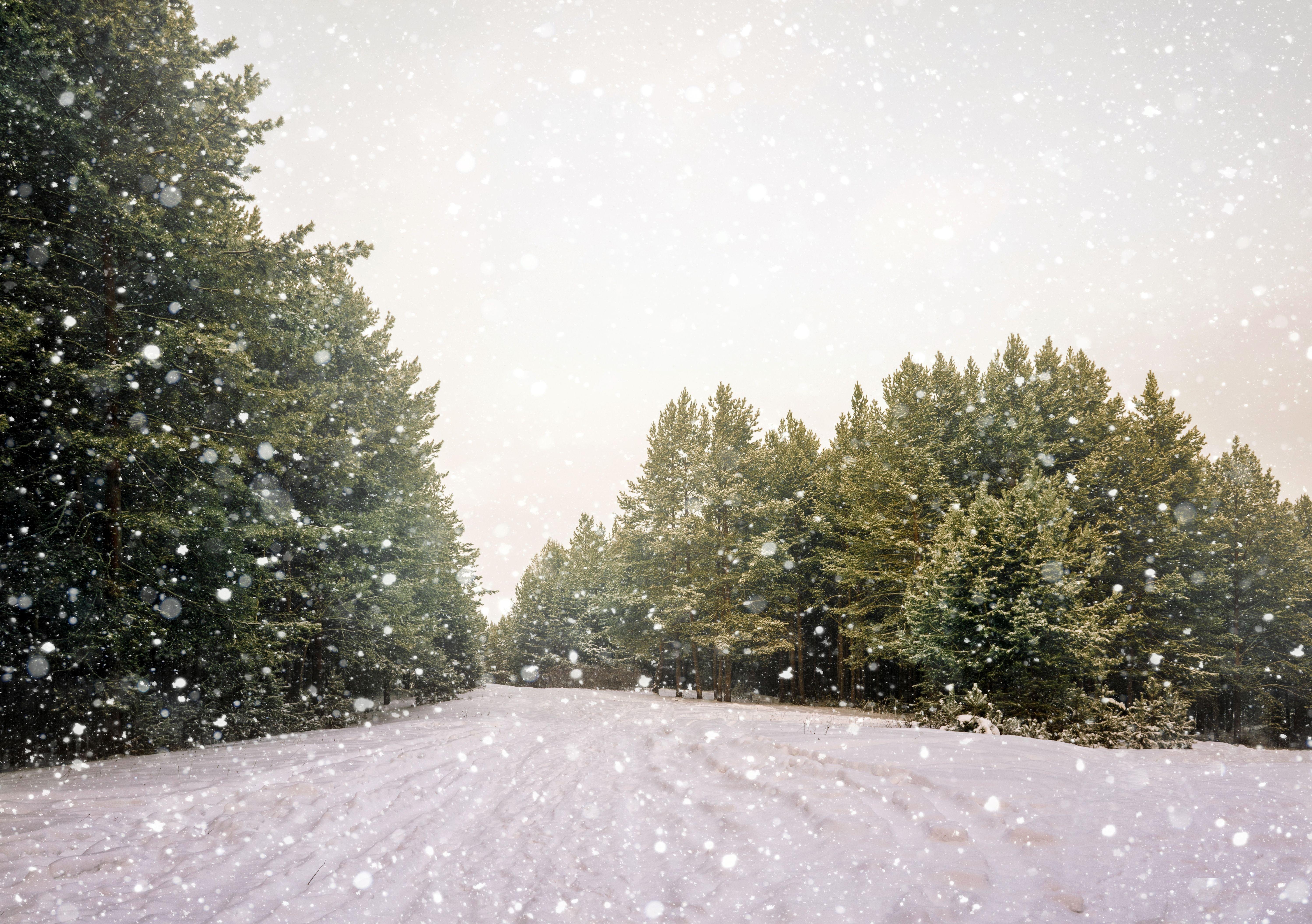 Зима идет» картина Суховой Натальи маслом на холсте — купить на ArtNow.ru
