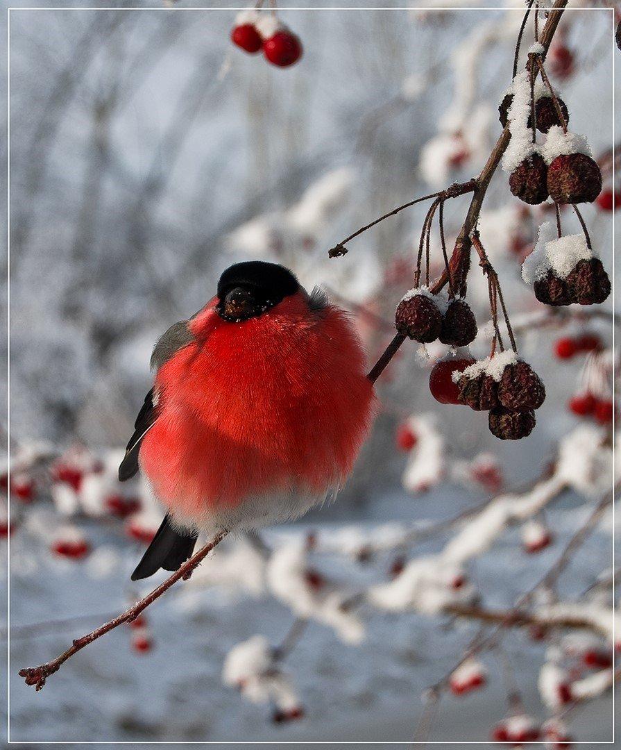 Купить картину «Снегири. Зима.» в жанре зимний пейзаж, маслом на холсте, в  стиле минимализм, Анатолий Варваров | KyivGallery