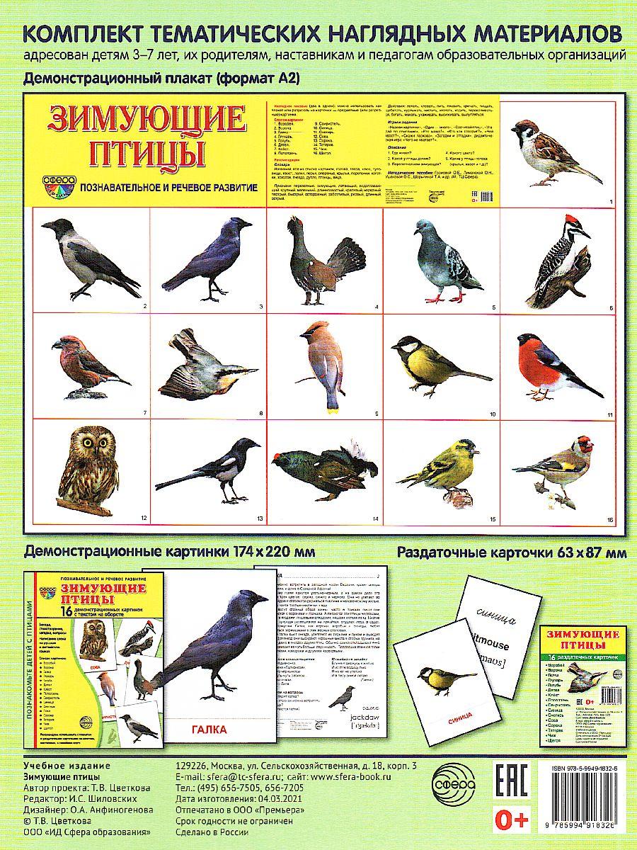 Картинки Зимующие птицы для дошкольников (78 шт.) - #4450