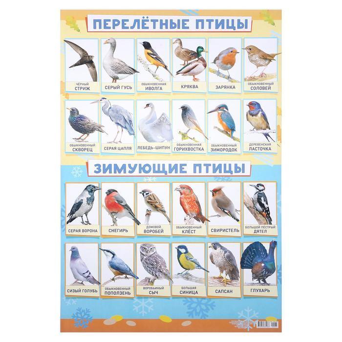 Рисунок Зимующие птицы №43845 - «Зимняя сказка» (16.02.2024 - 15:24)