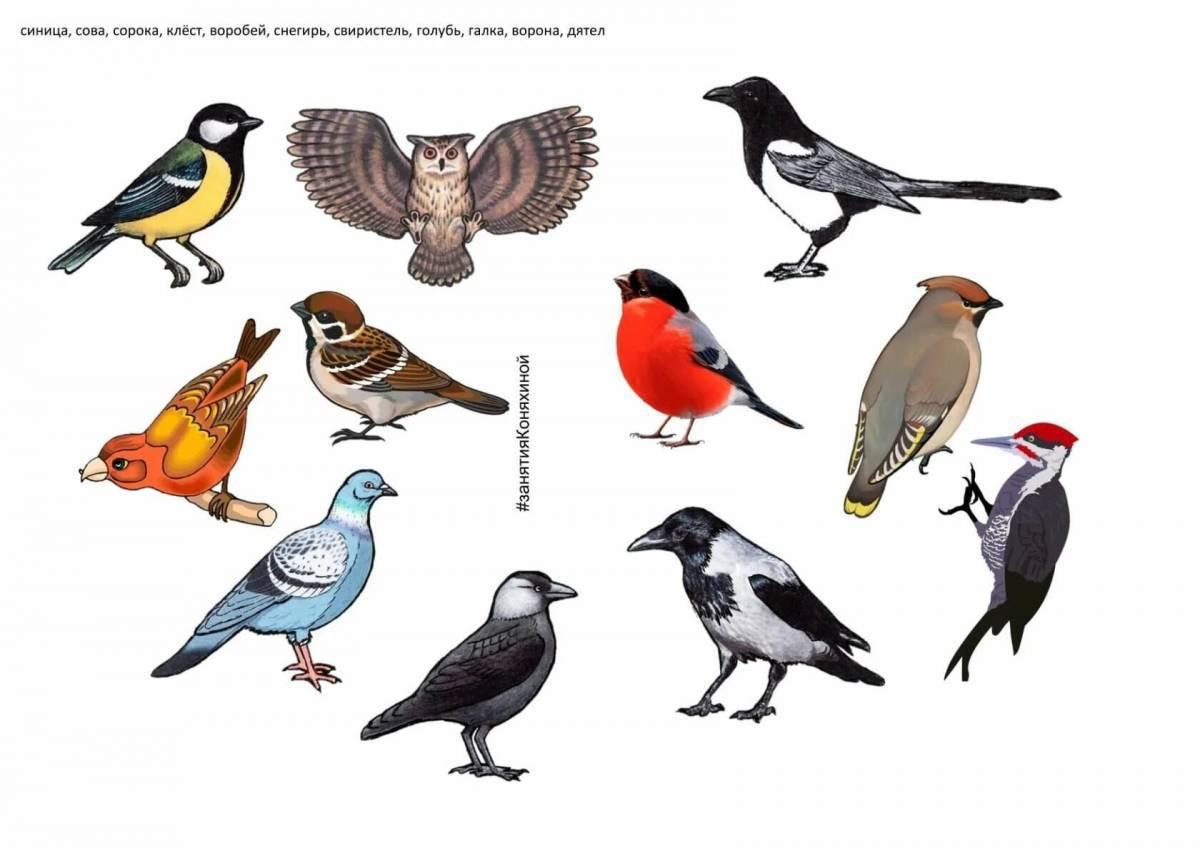 Зимующие птицы раскраска - 56 фото