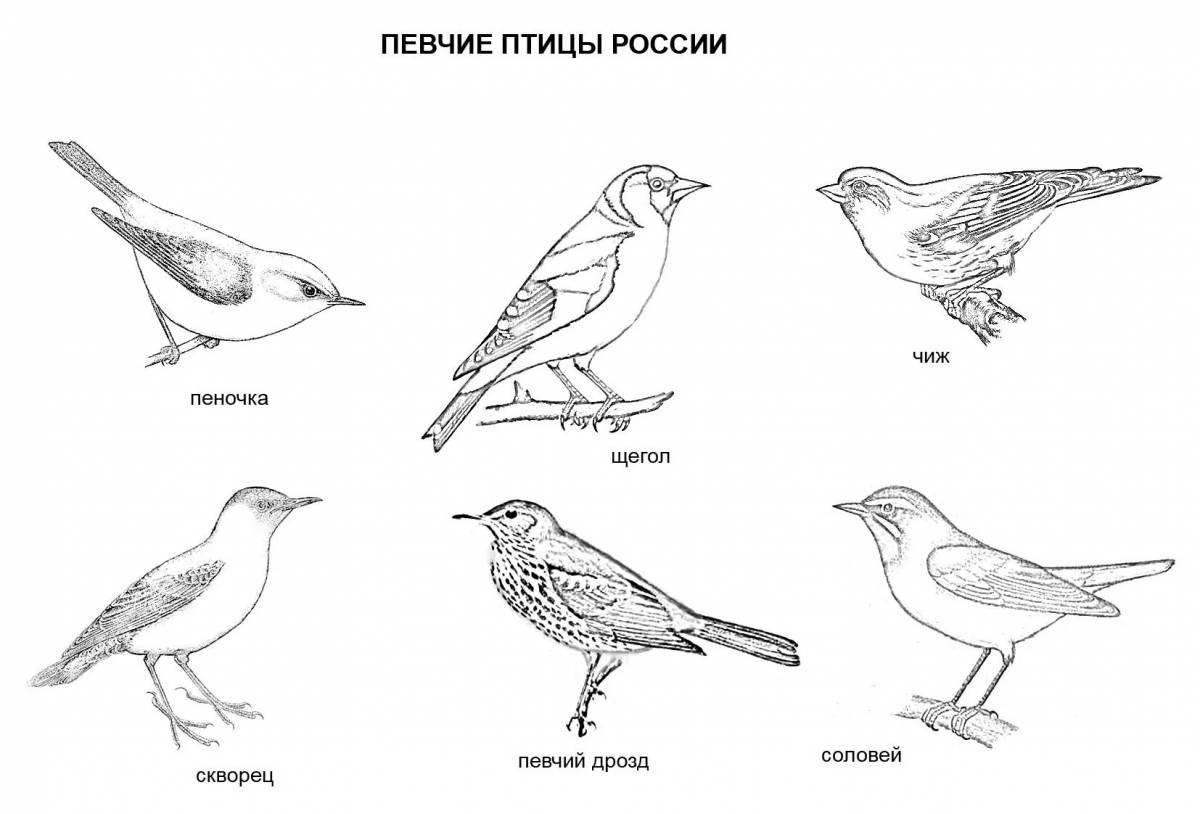 Зимующие птицы россии раскраска - 57 фото