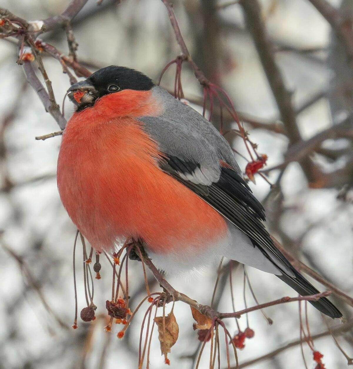 Зимние птицы сибири - 78 фото