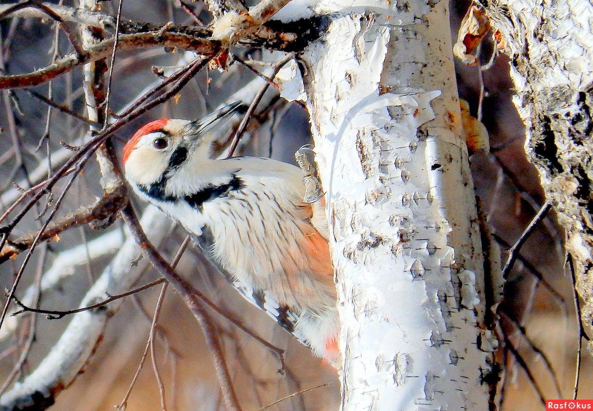 Зимние птицы Сибири (145 фото) - 145 фото