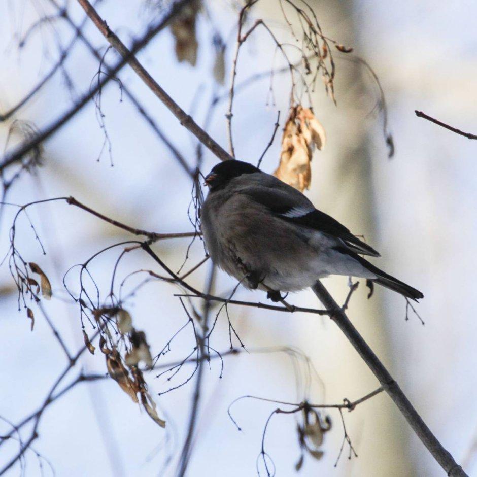 Зимующие птицы Иркутска (п. Молодежный)