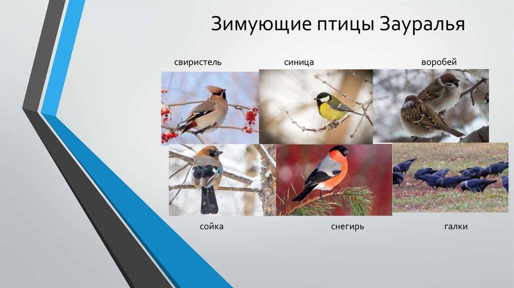 Презентация + \"Зимующие птицы\".