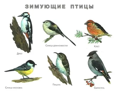 Удивительные моменты с птицами Украины на наших фото | Все птицы украины  Фото №536910 скачать