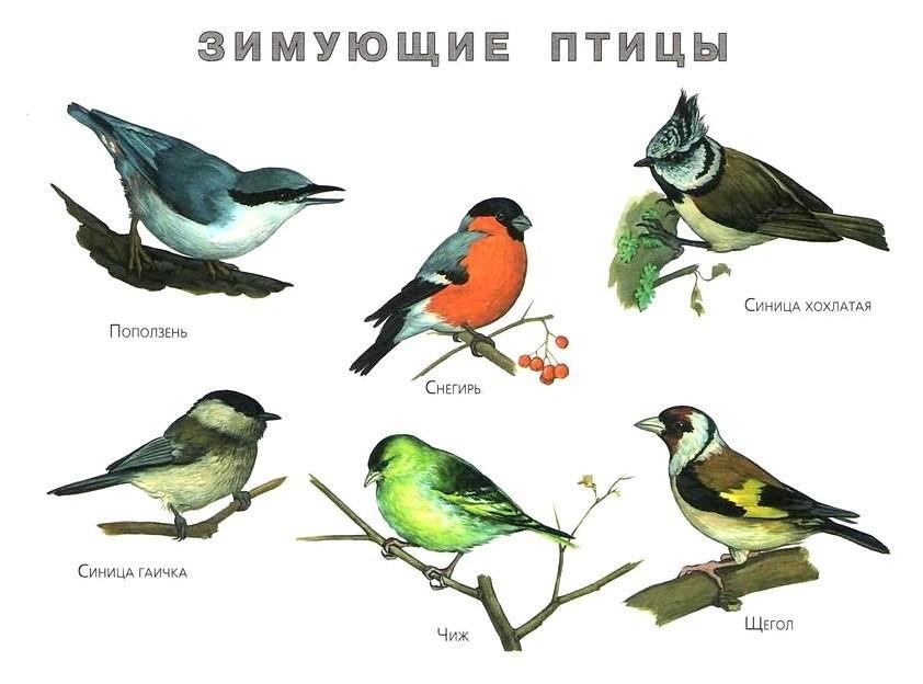 Сколько видов птиц обитают в Бишкеке? Вы удивитесь! (фото)