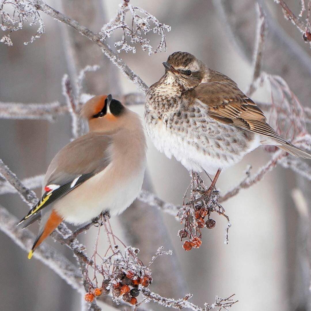 Зимние птицы урала - 76 фото