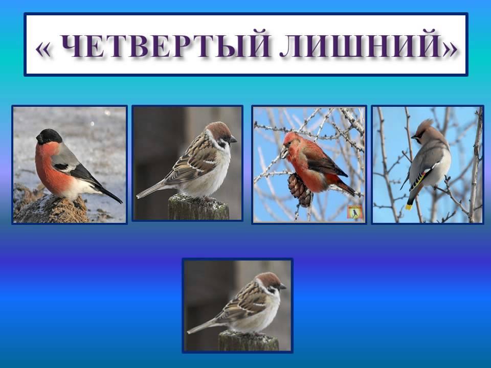 Зимние птицы урала (60 фото) »