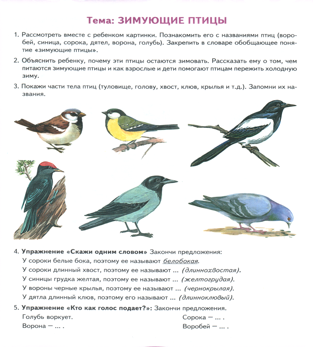Картинки птицы весной с названиями (70 фото) » Картинки и статусы про  окружающий мир вокруг
