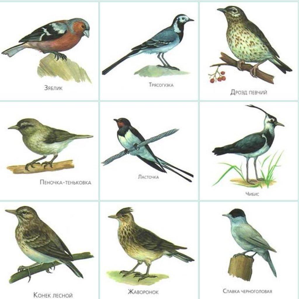 Зимующие птицы: фото, описание, чем питаются, почему не улетают на юг