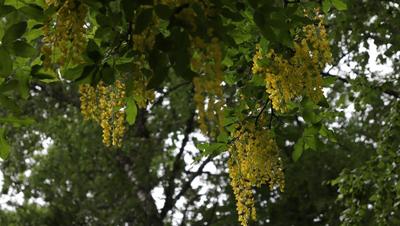 Бобовник анагировидный - купить золотой дождь дерево в Украине по выгодной  цене в питомнике Идея Сад