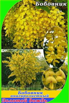 Бобовник анагировидный, Золотой дождь (семена 2021г, цена за 20шт.  Морозостойкость до -30°C и более) — Лесосад