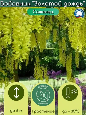 картинки : Laburnum anagyroides, Золотой дождь, растение, Флора, дерево,  Вечнозеленый, Кустарник 2447x2567 - Cimi - 1424701 - красивые картинки -  PxHere