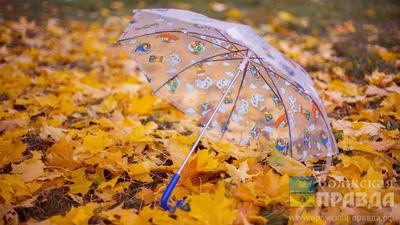 Скачать картинки Зонт дождь, стоковые фото Зонт дождь в хорошем качестве |  Depositphotos